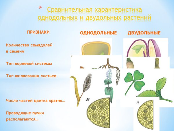 Двудольные Покрытосеменные растения
