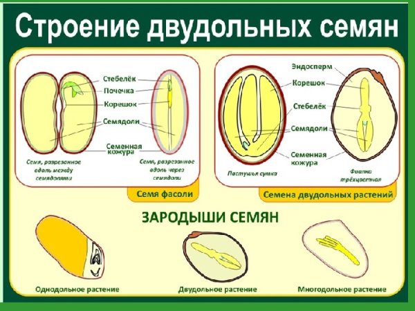Для двудольных растений характерно жилкование