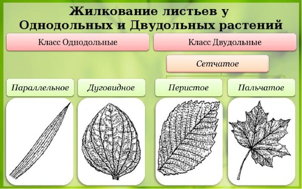 Двудольные и Однодольные Таксон