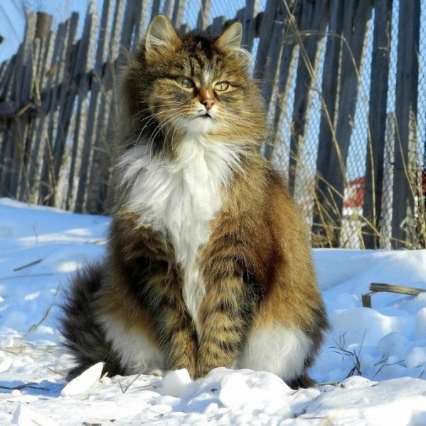 Русско Сибирская кошка