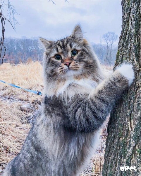 Сибирский кот