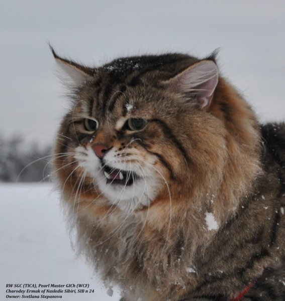 Сибирский камышовый кот