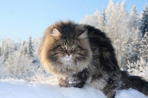 Сибирский Таежный кот
