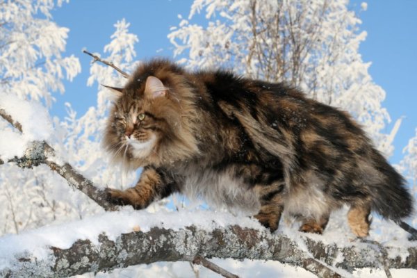 Сибирские коты