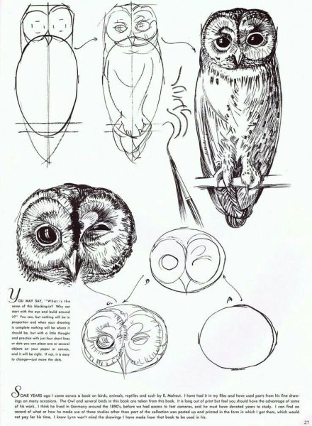 Сова вид сбоку рисунок карандашом
