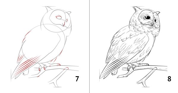 Поэтапное рисование Совы карандашом