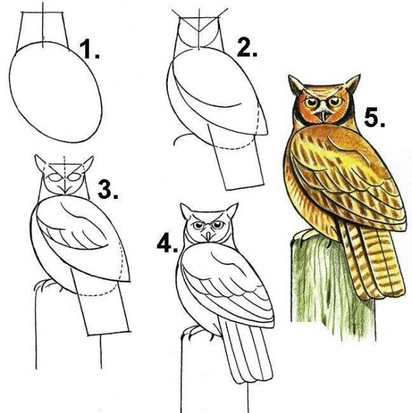 Поэтапный рисунок Совы