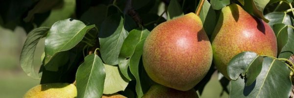 Сорт груши Академическая