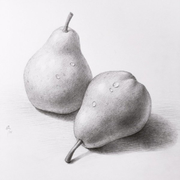 Груша натюрморт карандашом