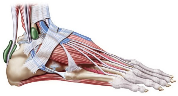 Тендовагинит разгибателей стопы