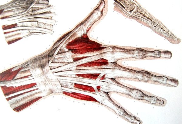 Сухожилия разгибателей кисти анатомия