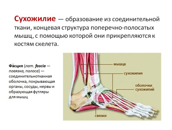 Связки сухожилия суставы функции