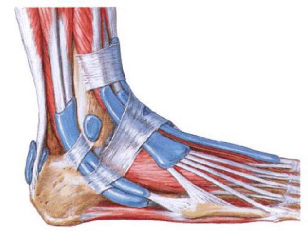 Сухожилия голеностопного сустава анатомия