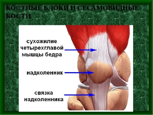 Связки и мышцы надколенника