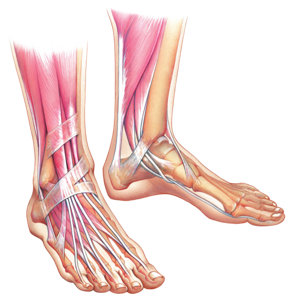 Удерживатели сухожилий голеностопного сустава анатомия