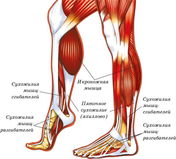 Анатомия ноги мышцы и сухожилия