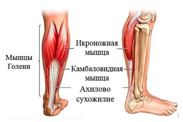 Сухожилие камбаловидной мышцы