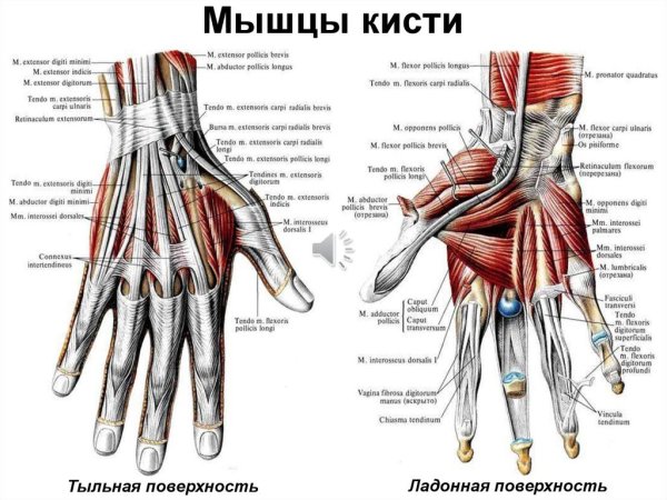 Мышцы кисти тыльная поверхность анатомия