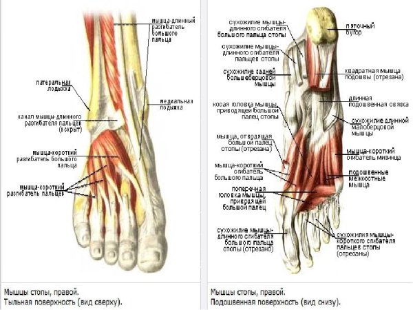 Сухожилия сгибателей пальцев стопы анатомия