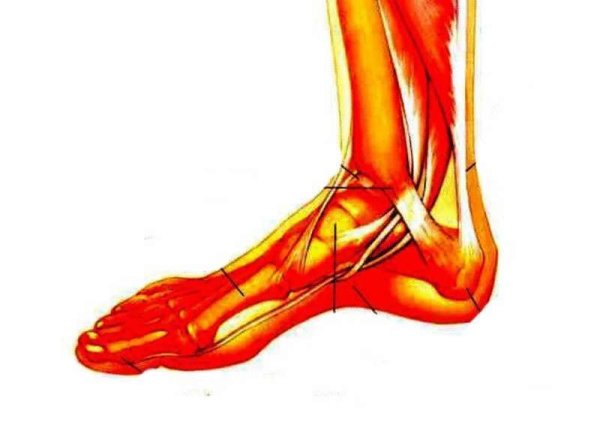 Анатомия ахиллова сухожилия