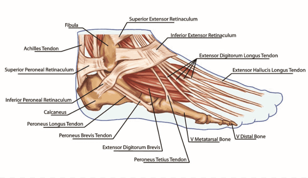 Анатомия стопы человека мышцы и связки