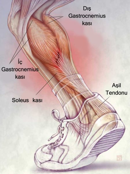 Сухожилия икроножной мышцы анатомия