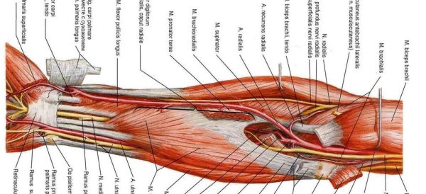 Нервы локтевого сустава анатомия