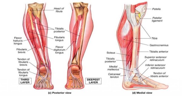 Сухожилия голеностопного сустава анатомия