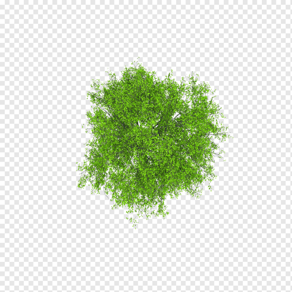 Кусты вид сверху