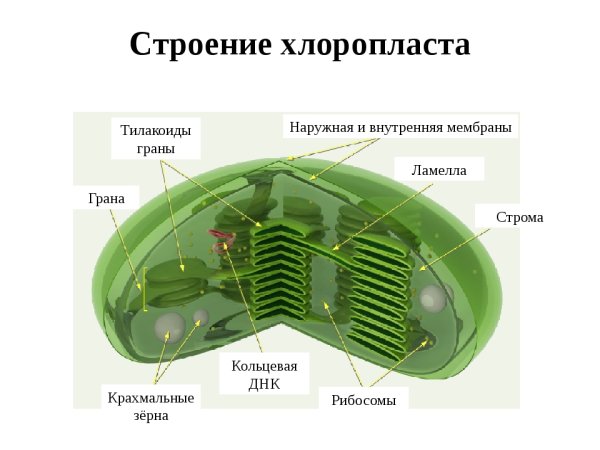 Хлоропласты Строма тилакоиды граны
