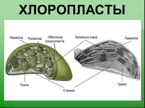 Хлоропласт рисунок