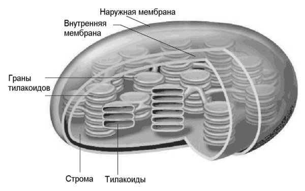 Хлоропласт строение черно белое