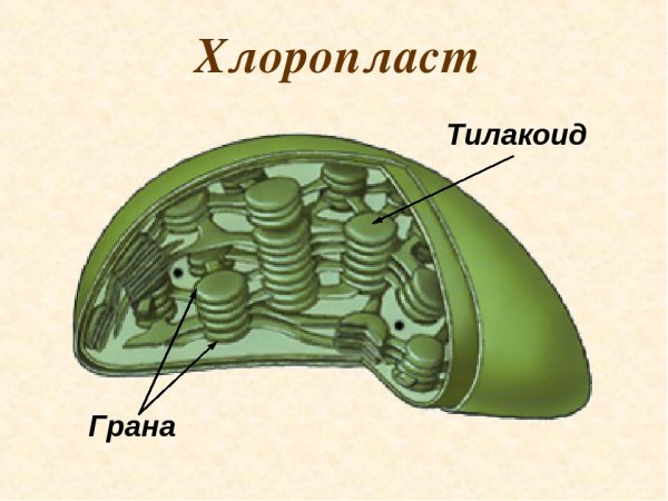 Строма Грана тилакоид