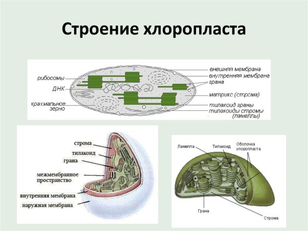 Схема внутреннего строения хлоропласта