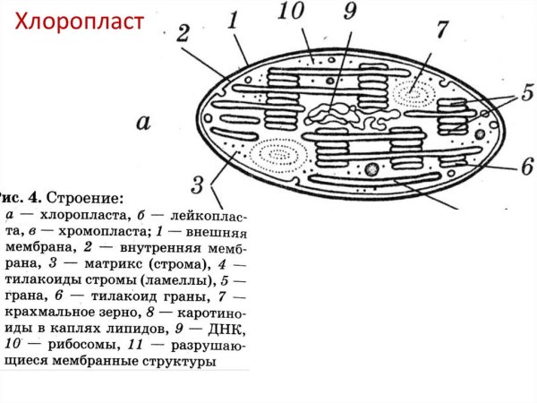 Строение хлоропласта без подписей