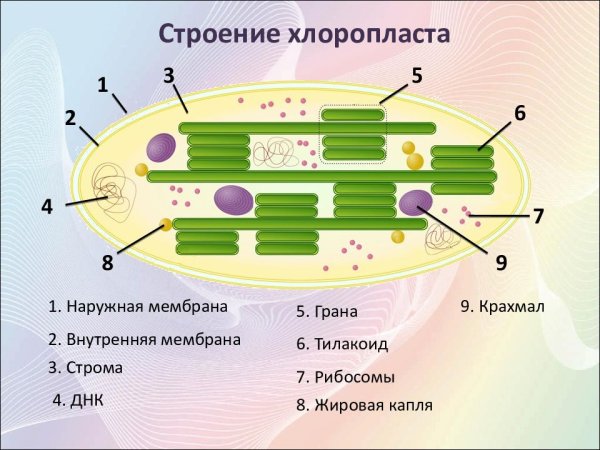 Строение хлоропласта Ламелла