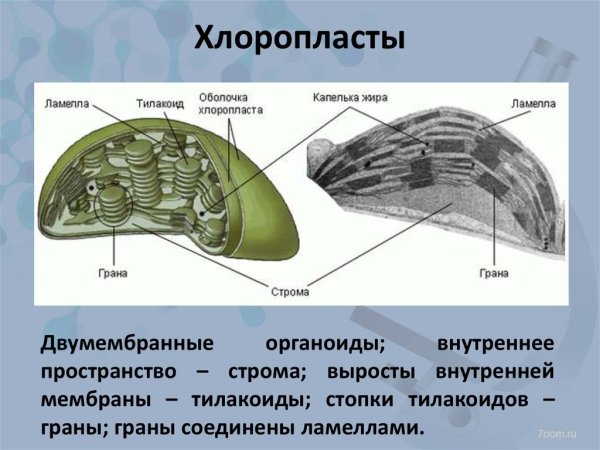 Органоиды хлоропласты ЕГЭ