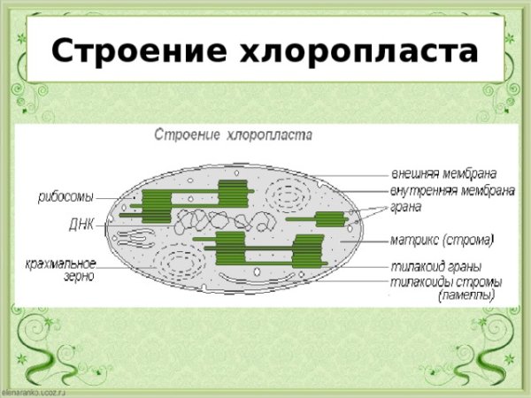 Схема строения хлоропласта биология 9 класс