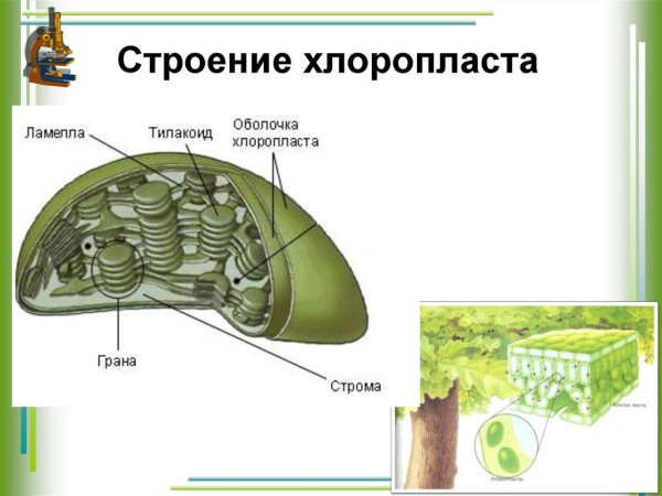 Ламеллы хлоропластов