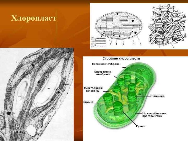 Схема строения хлоропласта растительной клетки