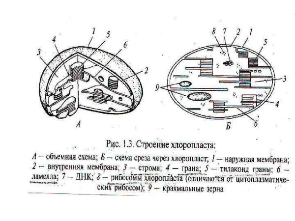 Строение хлоропласта Ламелла