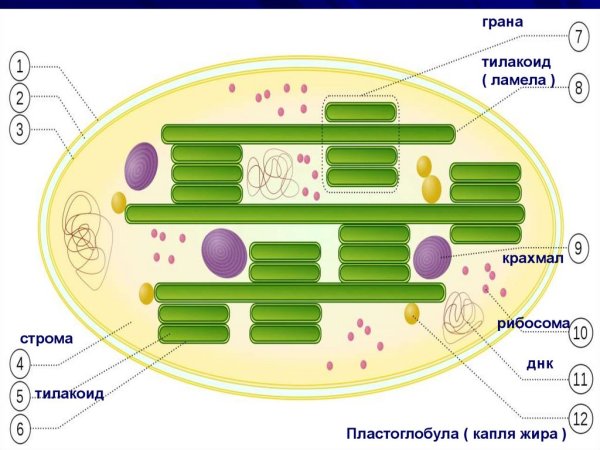 Строение хлоропласта люмен