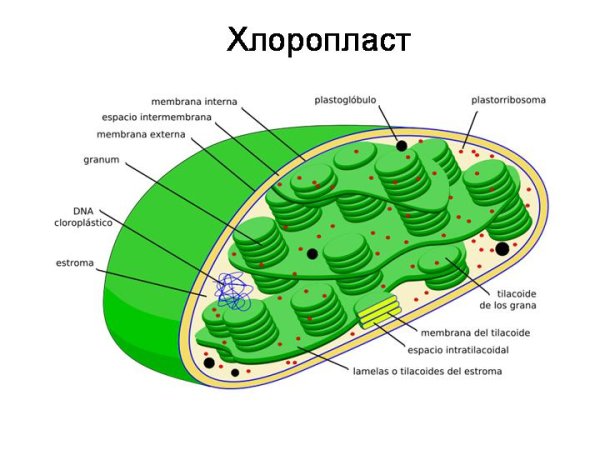 Схема строения хлоропласта