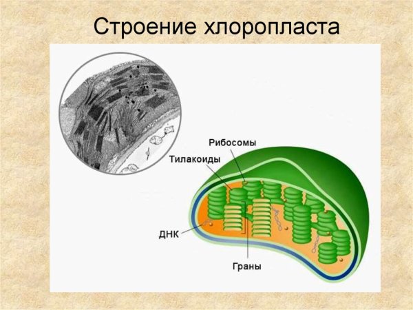 Пластиды хлоропласты строение