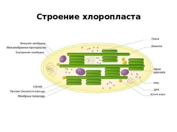 Строение хлоропласта ЕГЭ