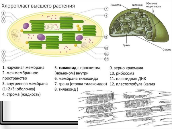 Строение хлоропласта рисунок