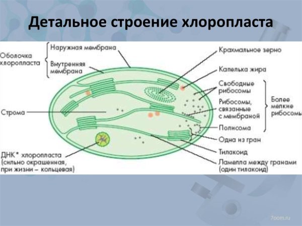 Пластиды хлоропласты строение