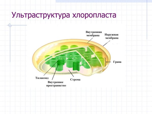 Строение хлоропласта черно белый рисунок