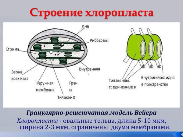 Строение хлоропласта без подписей