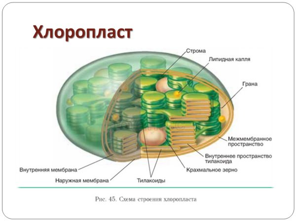 Строение клетки пластиды рисунок